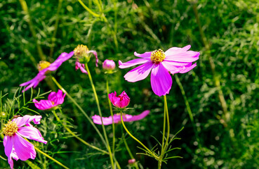 Fototapeta premium Beauty flower on background in flowering garden.