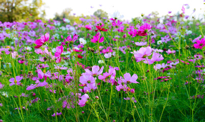 Beauty flower on background in flowering garden.
