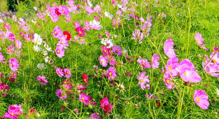 Beauty flower on background in flowering garden.