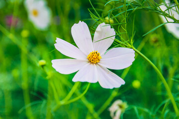 Beauty flower on background in flowering garden.