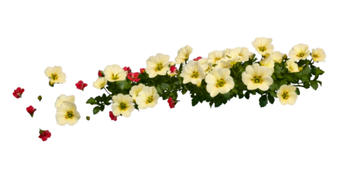 Scattered yellow primroses and red buds with green leaves on a white background, cut out transparent