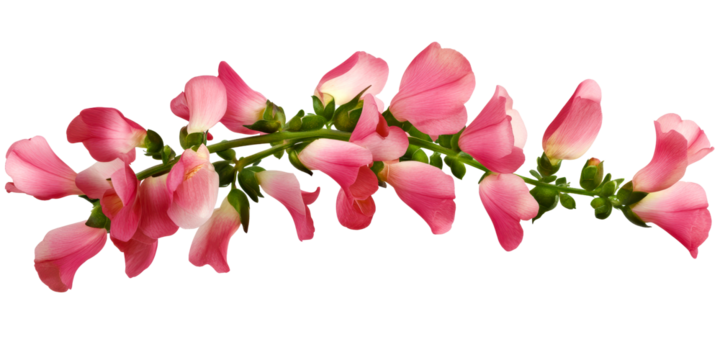 Delicate Pink Sweet Pea Flowers with Green Stems Isolated on White Background, cut out transparent