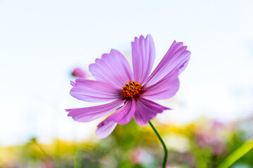 Obraz premium Beauty flower on background in flowering garden.