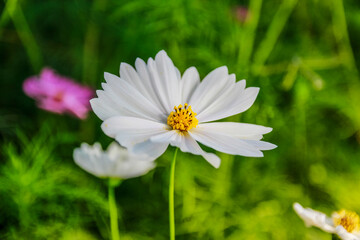 Obraz premium Beauty flower on background in flowering garden.