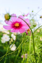 Beauty flower on background in flowering garden.