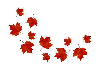 Falling red maple leaves isolated on white background. Vector cartoon flat illustration. Autumn design.