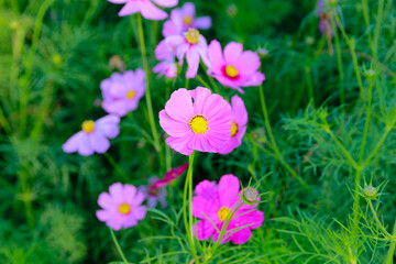 Fototapeta premium Beauty flower on background in flowering garden.