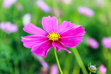 Fototapeta premium Beauty flower on background in flowering garden.