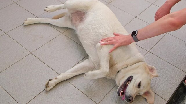 A Labrador dog lies on a tiled floor with its belly up, its tongue hanging out, and a human hand strokes its belly.