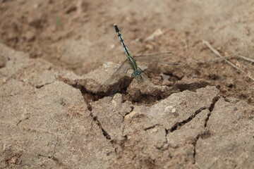 Dragonfly