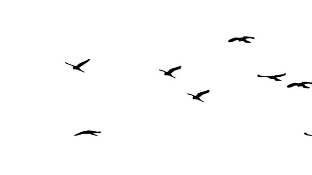 birds in flight