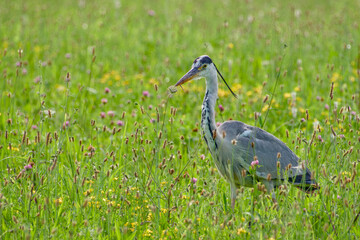 Fototapeta premium grey heron in the blooming field on summer evening close-up