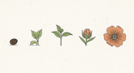 Illustration depicting the transformative life cycle of a flower from seed to bloom