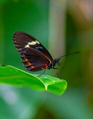 Beautiful butterfly on a leaf