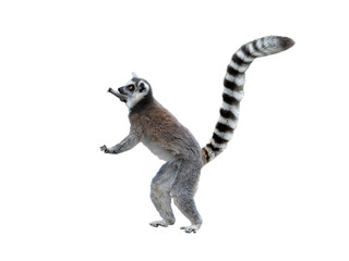 male lemur standing on hind legs isolated on white background