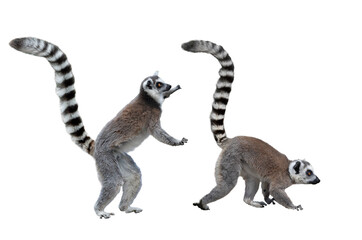 two male lemur standing on hind legs isolated on white background © fotomaster