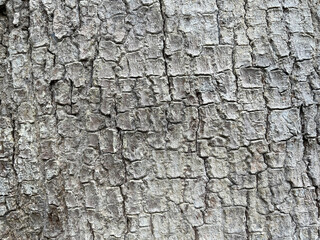 A close-up view of a tree trunk's textured bark, showcasing intricate patterns and natural grooves.