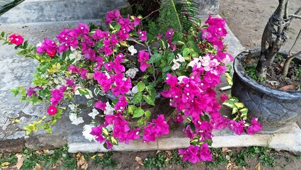 Fototapeta premium Close-up of Bougainvillea Glabra Variegata Flowers with White and Pink Petals Blooming Naturally in Tropical Sunlight