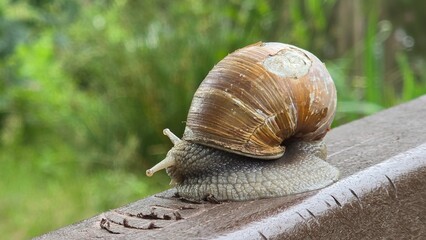 Weinbergschnecke