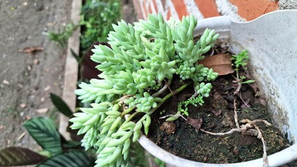 Lush Burro's Tail Succulent (Sedum morganianum): Close-Up of Green Trailing Stems and Thick Leaves, Ideal for Hanging Baskets