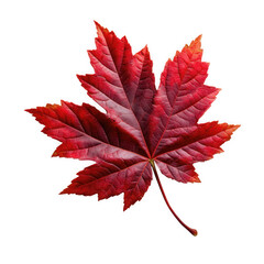 Vibrant red maple leaf isolated on transparent background