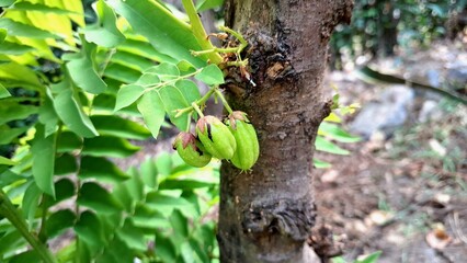 Averrhoa Bilimbi Sour Fruit with Red Flowers on Tree, Tropical Cucumber Tree Fruit in Natural Garden Environment