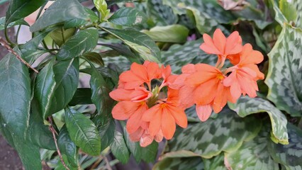 Vivid Close-up of Firecracker Flowers (Crossandra infundibuliformis) Showing Delicate Petal Structure