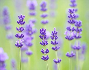 Obraz premium Close-up of vibrant lavender flowers in a field