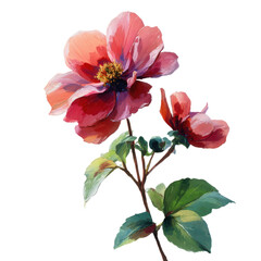 Obraz premium Close up of two pink dahlias with green leaves on a black background flower bloom, Isolated On White, Png Transparent, Cut Out