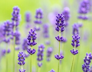 Fototapeta premium Close-up of vibrant lavender flowers