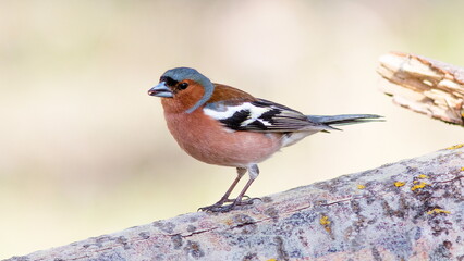 sparrow on a branch