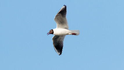 seagull in flight
