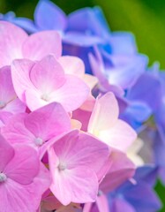 Close-up of vibrant pink and blue hydrangea blossoms