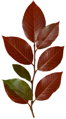 Obraz premium Branch with changing autumn leaves shows gradual color transition from green to brown, cut out transparent