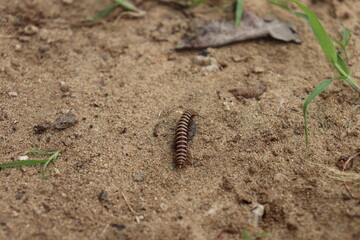 Millipede