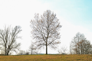 Solitary Tree Silhouette Standing Tall on Hill in Autumn Glow