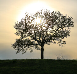 Obraz premium Autumn Tree Silhouettes at Sunset Glow