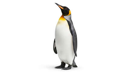 Fototapeta premium Majestic King Penguin standing and looking up, isolated transparent background