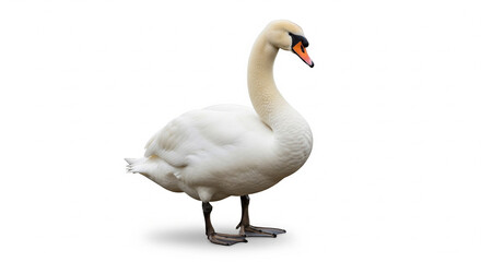 Obraz premium Elegant White Swan Standing Gracefully on Isolated transparent background