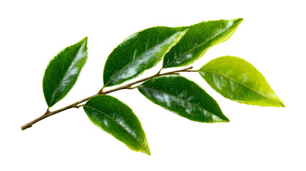 Obraz premium Green branch with smooth, glossy leaves on a white background, cut out transparent