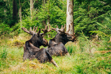 Majestic Moose in Forest – Wildlife Photography in Natural Habitat