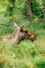 Majestic Moose in Forest – Wildlife Photography in Natural Habitat