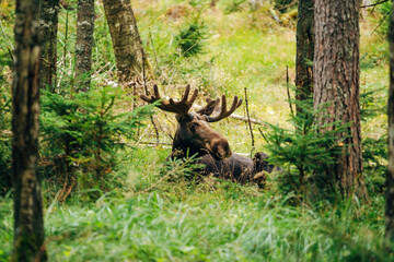 Majestic Moose in Forest – Wildlife Photography in Natural Habitat
