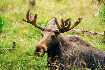 Majestic Moose in Forest – Wildlife Photography in Natural Habitat