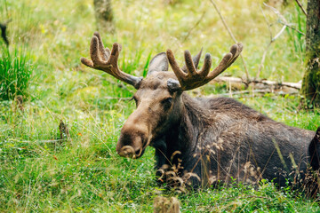 Majestic Moose in Forest – Wildlife Photography in Natural Habitat