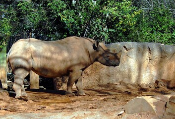 Fototapeta premium Rhino at animal reserve