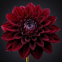 dark red dahlia flower isolated  