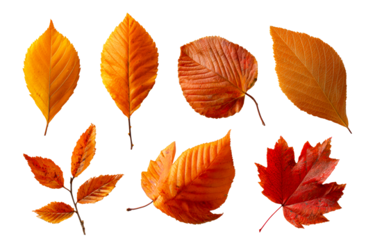 Colorful autumn leaves on a transparent background