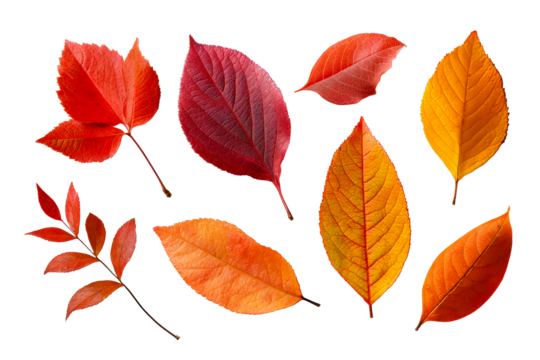 Colorful autumn leaves in various shapes and sizes