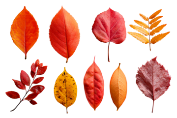 Colorful autumn leaves collected from nature